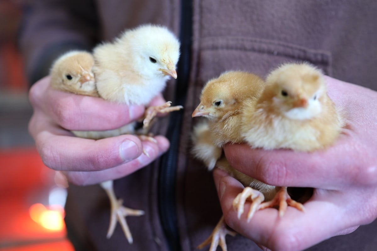 simple outdoor chicken