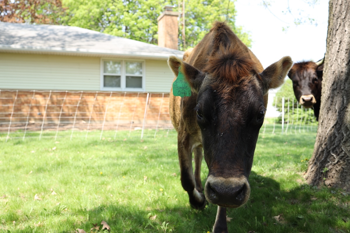 many cows per