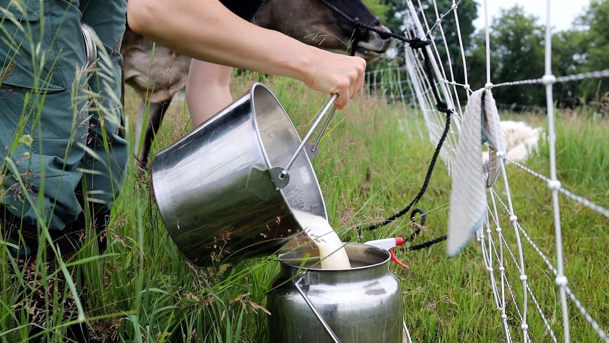 simple cow milking