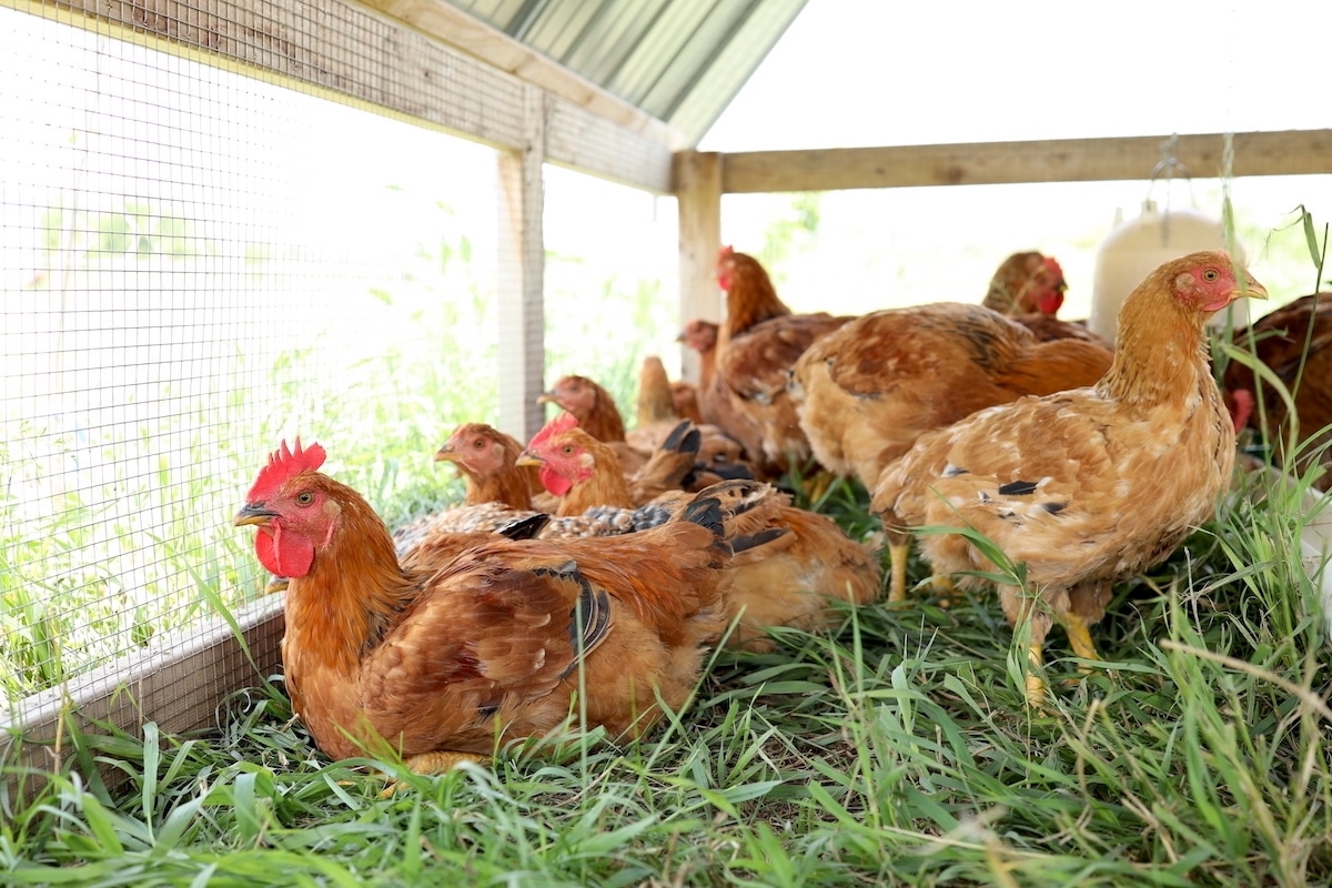 cost raising chickens