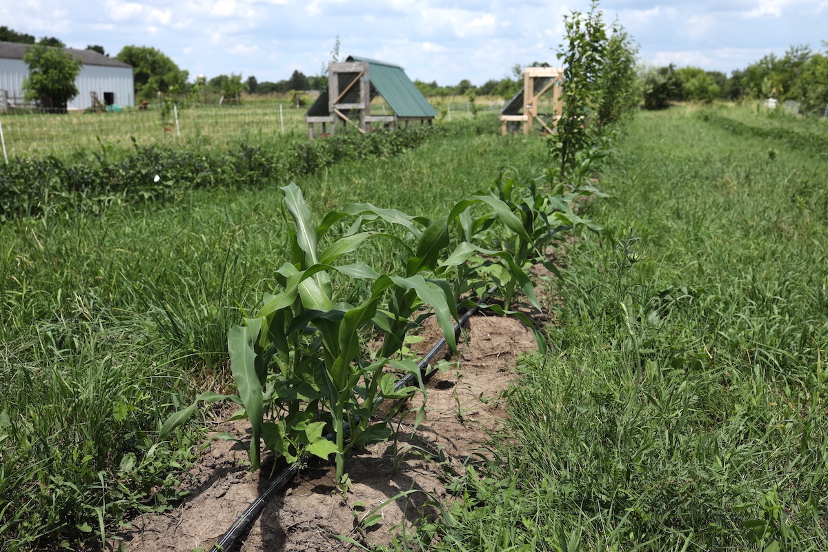 homestead garden plan