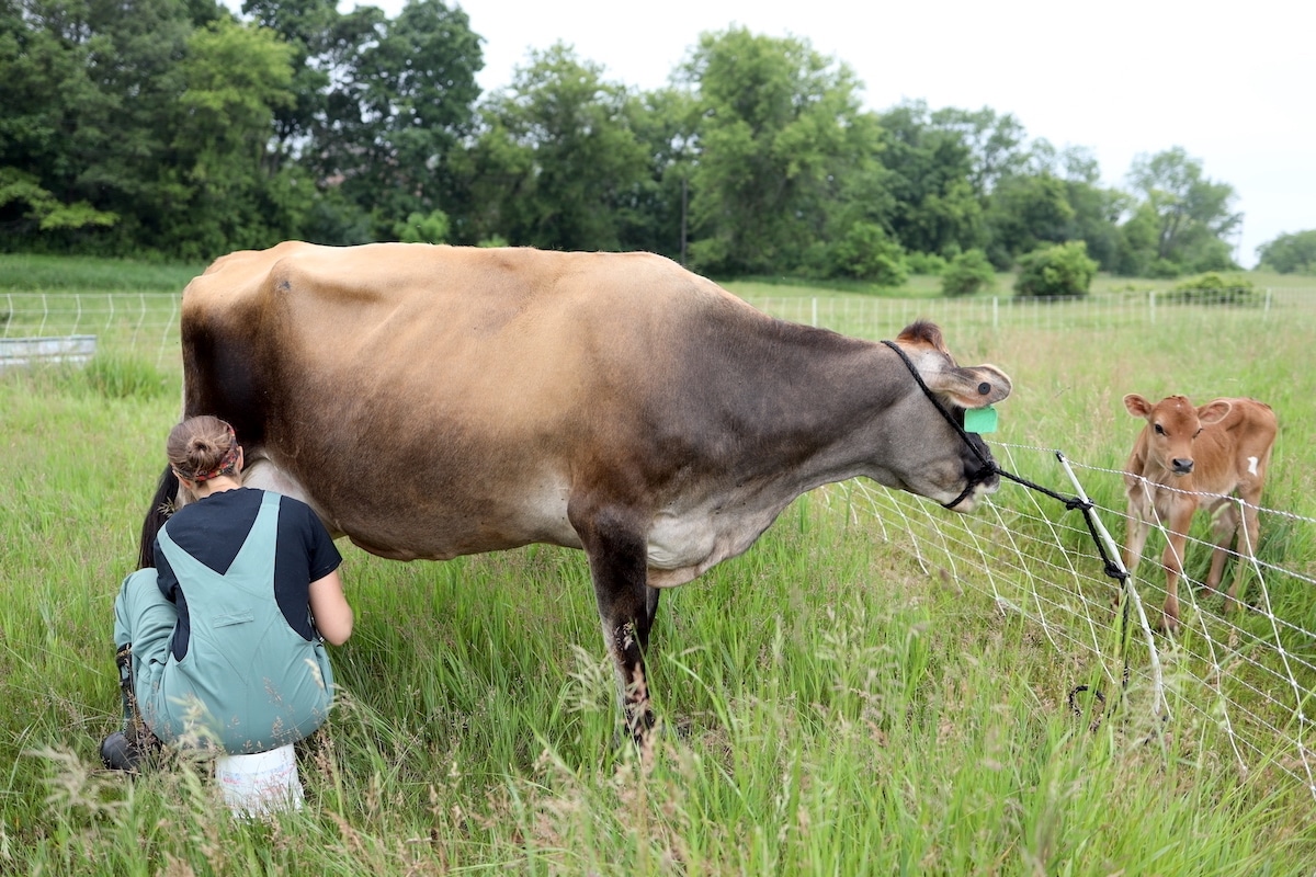 calf sharing add
