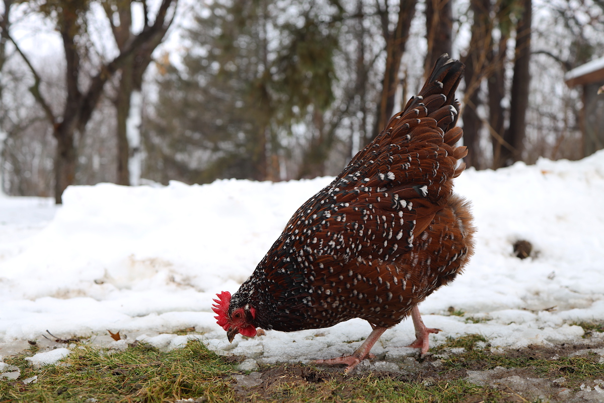 care chickens winter