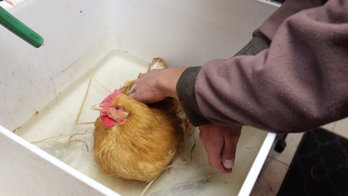 chicken prolapsed vent