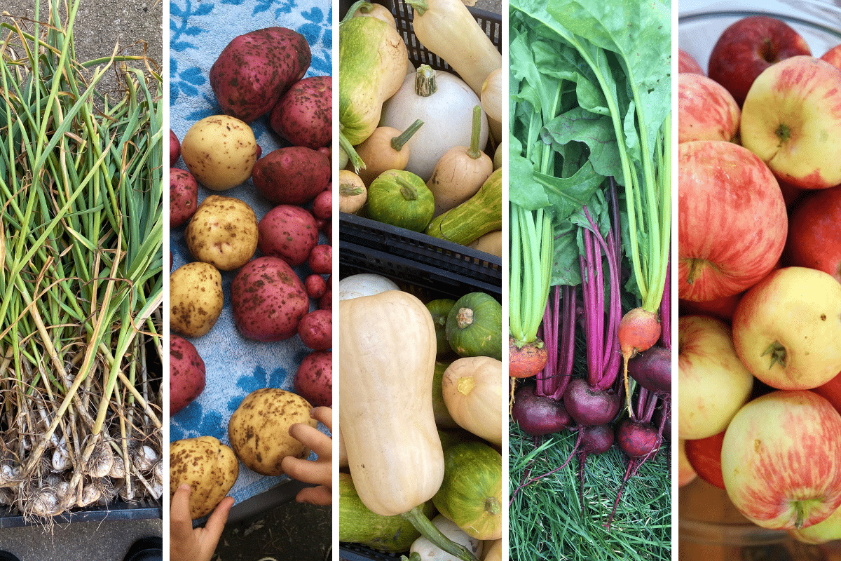 essential storage crops