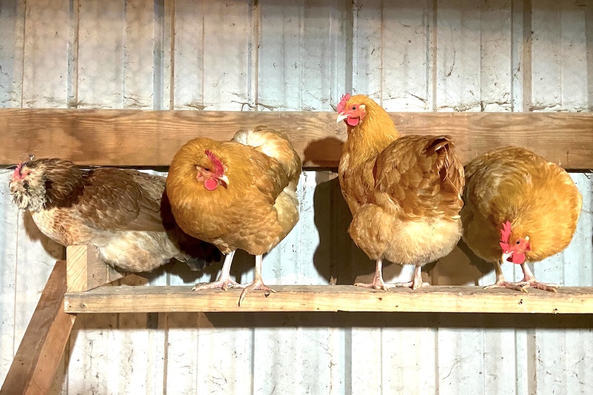 chicken roost designs
