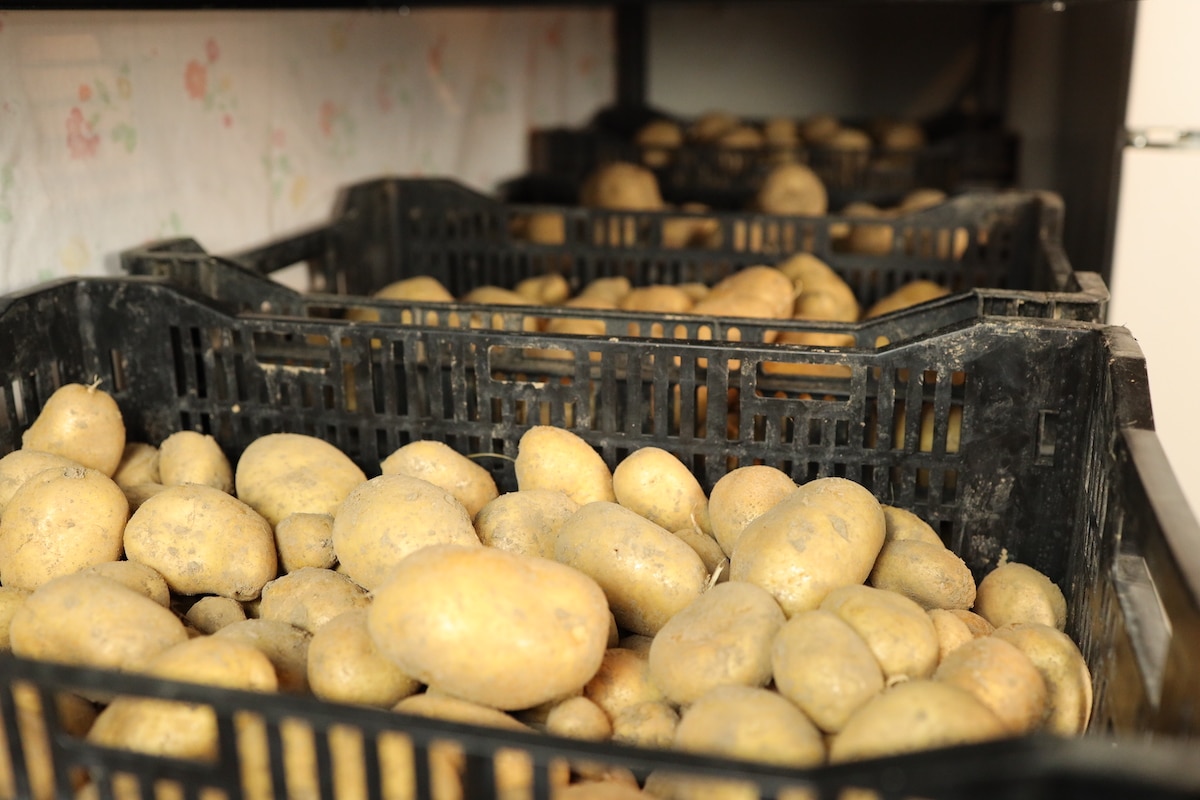 store potatoes garden