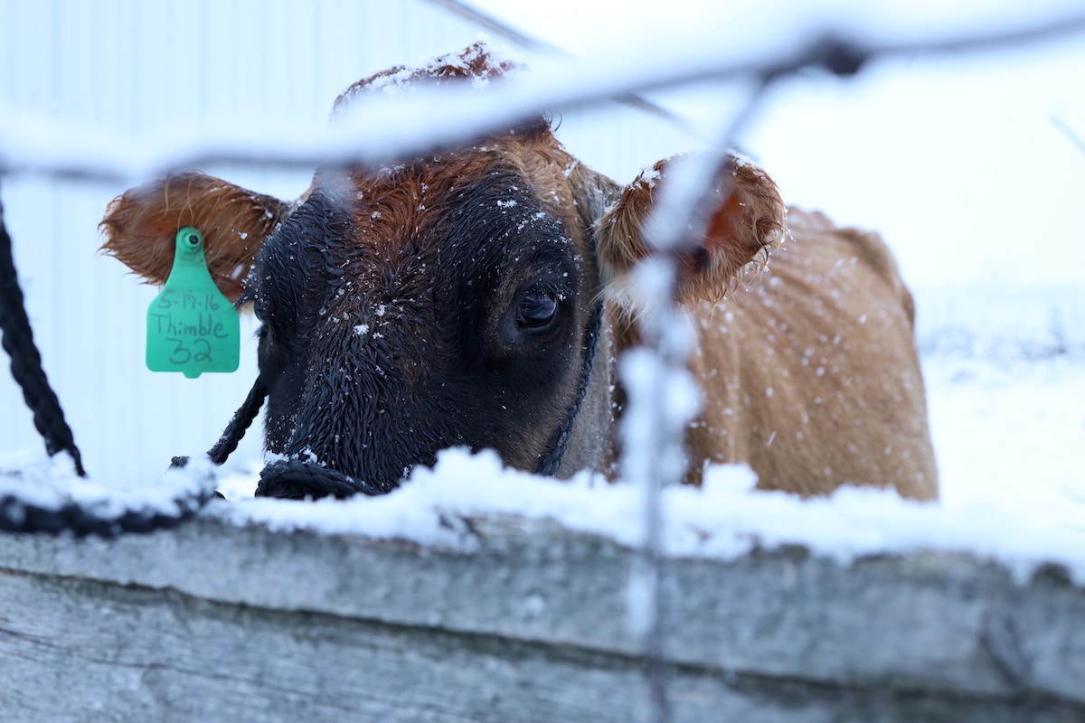 cows get cold