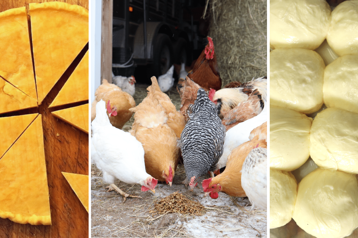 can chickens eat
