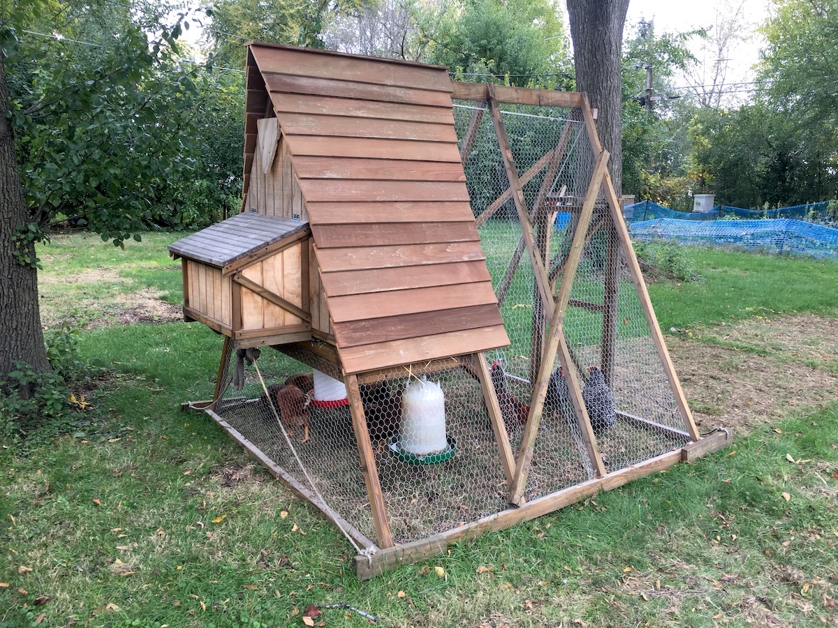 custom aframe chicken