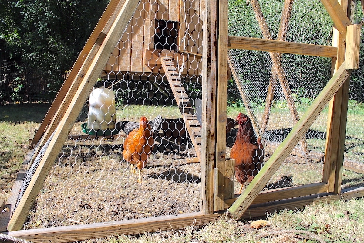 predator proof chicken