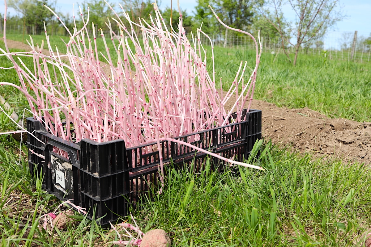 planting potatoes long
