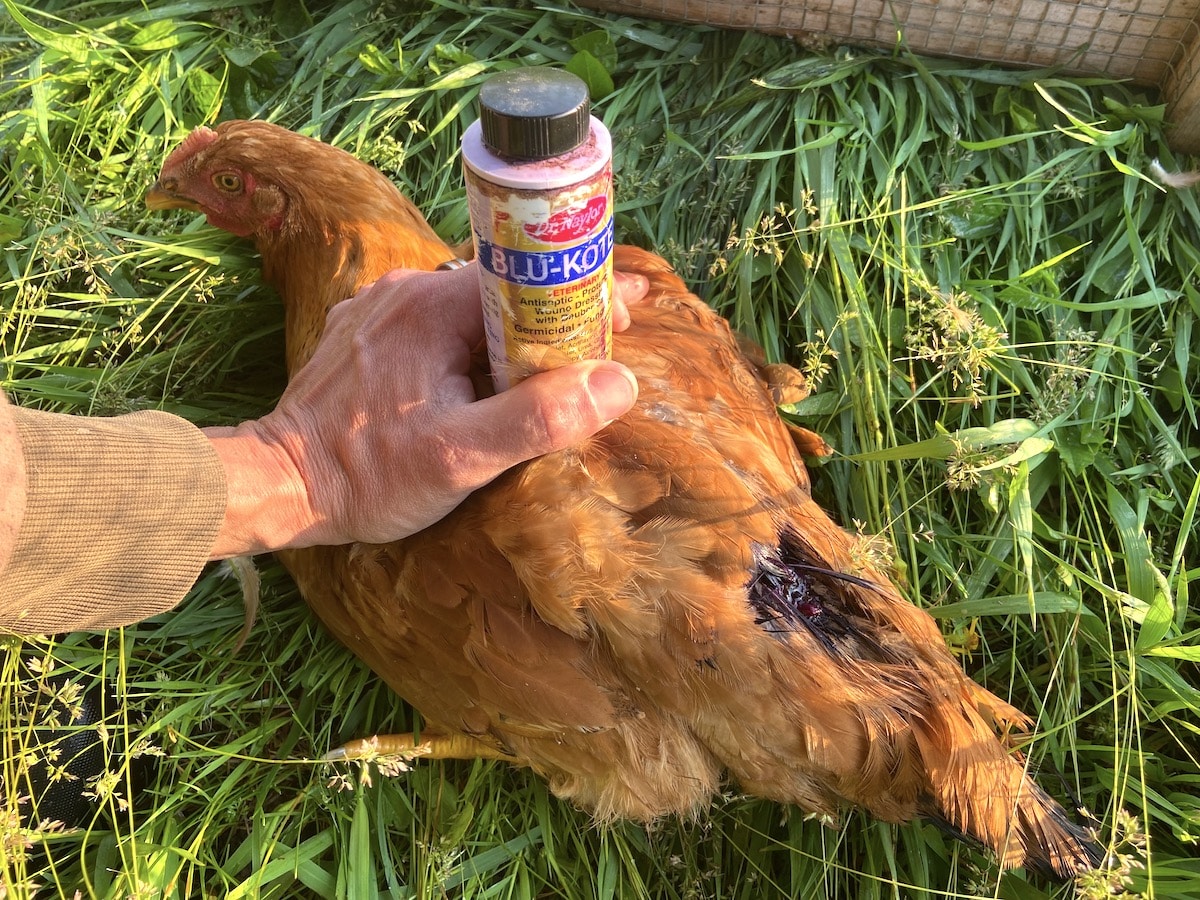 blu kote chickens