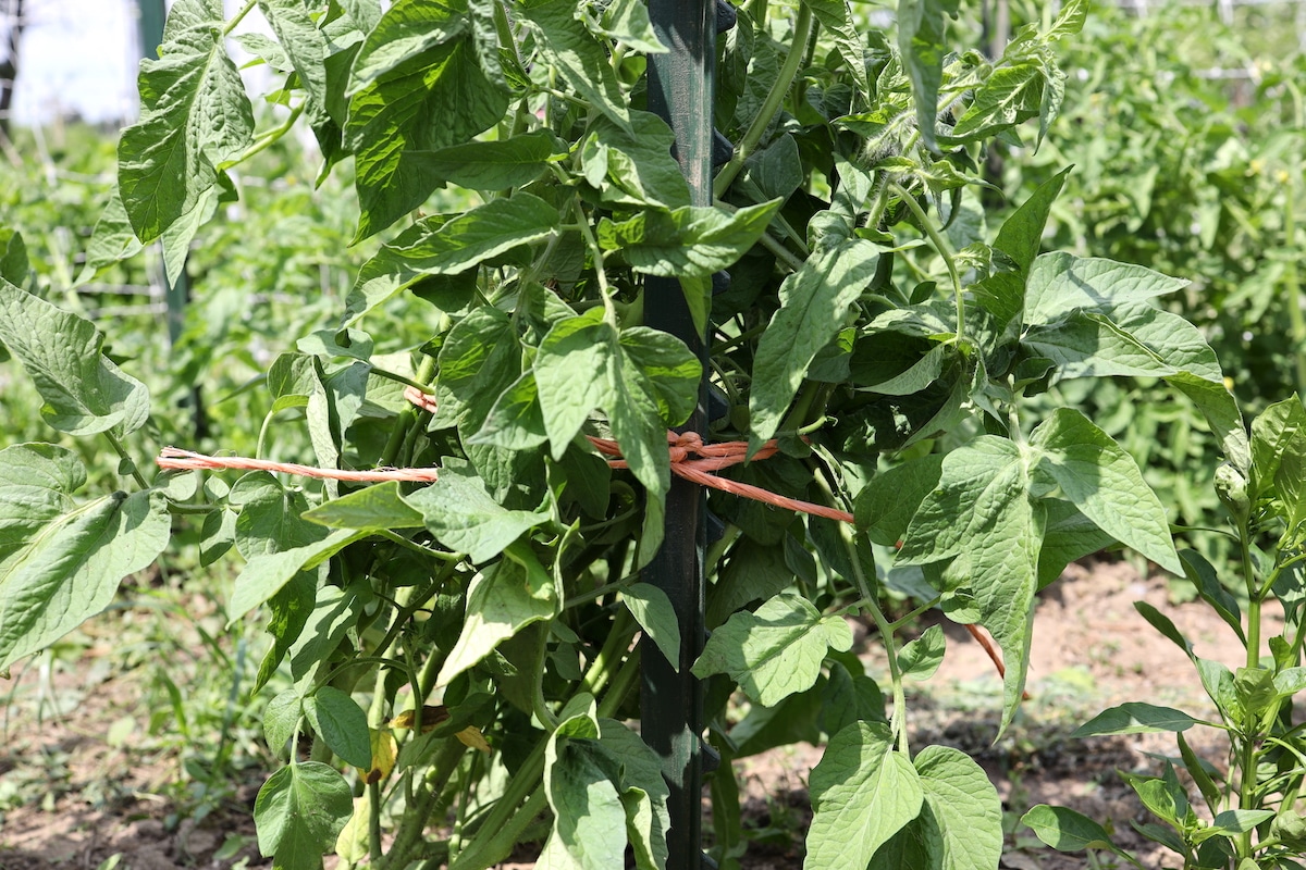 tpost tomato trellis