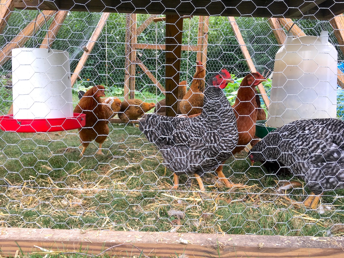 should inside chicken