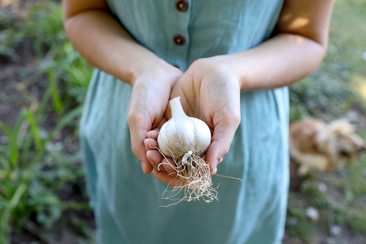 planting harvesting curing