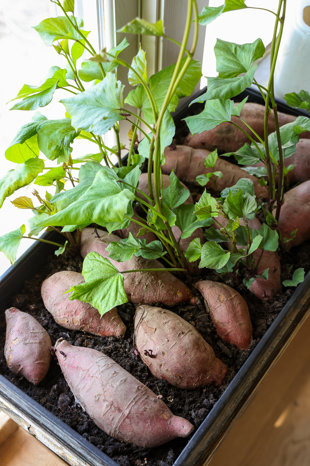 grow sweet potatoes