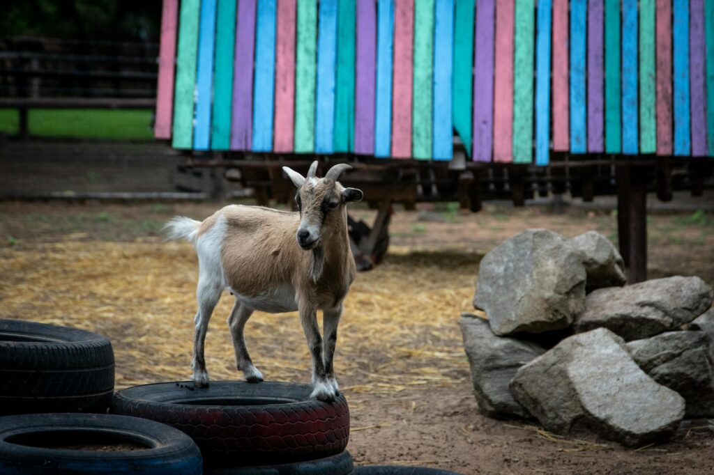 Cherry Crest Adventure Farm