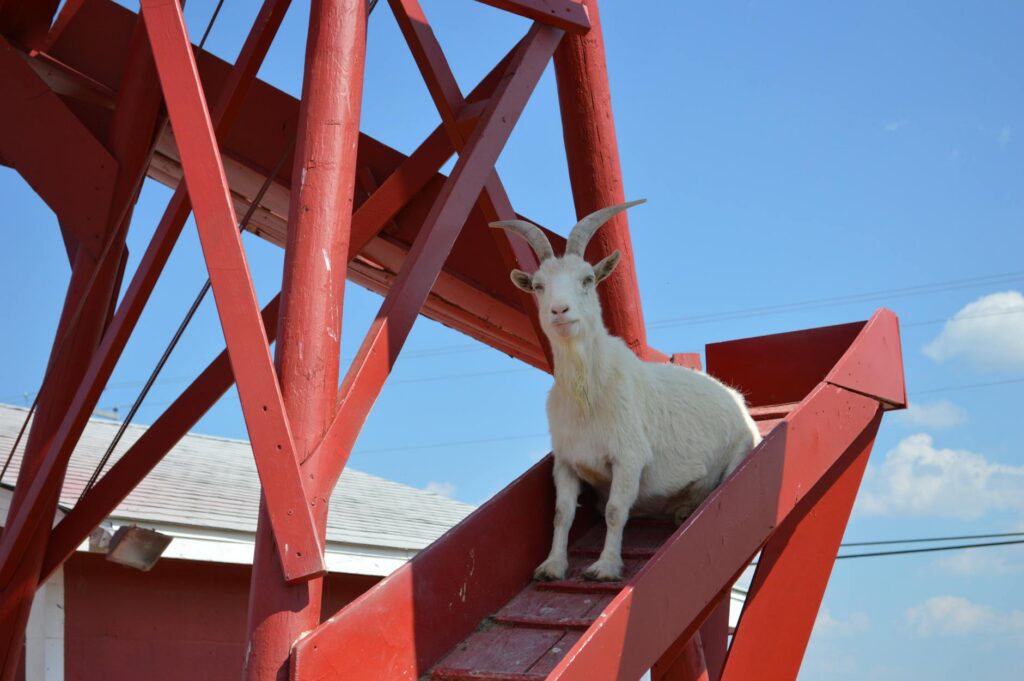 Cherry Crest Adventure Farm