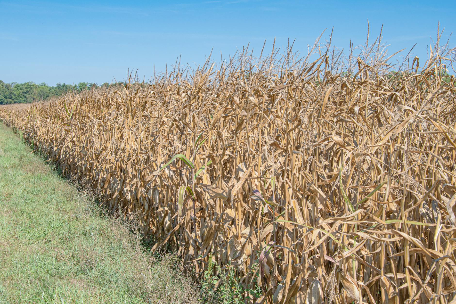 drought impact on usa corn