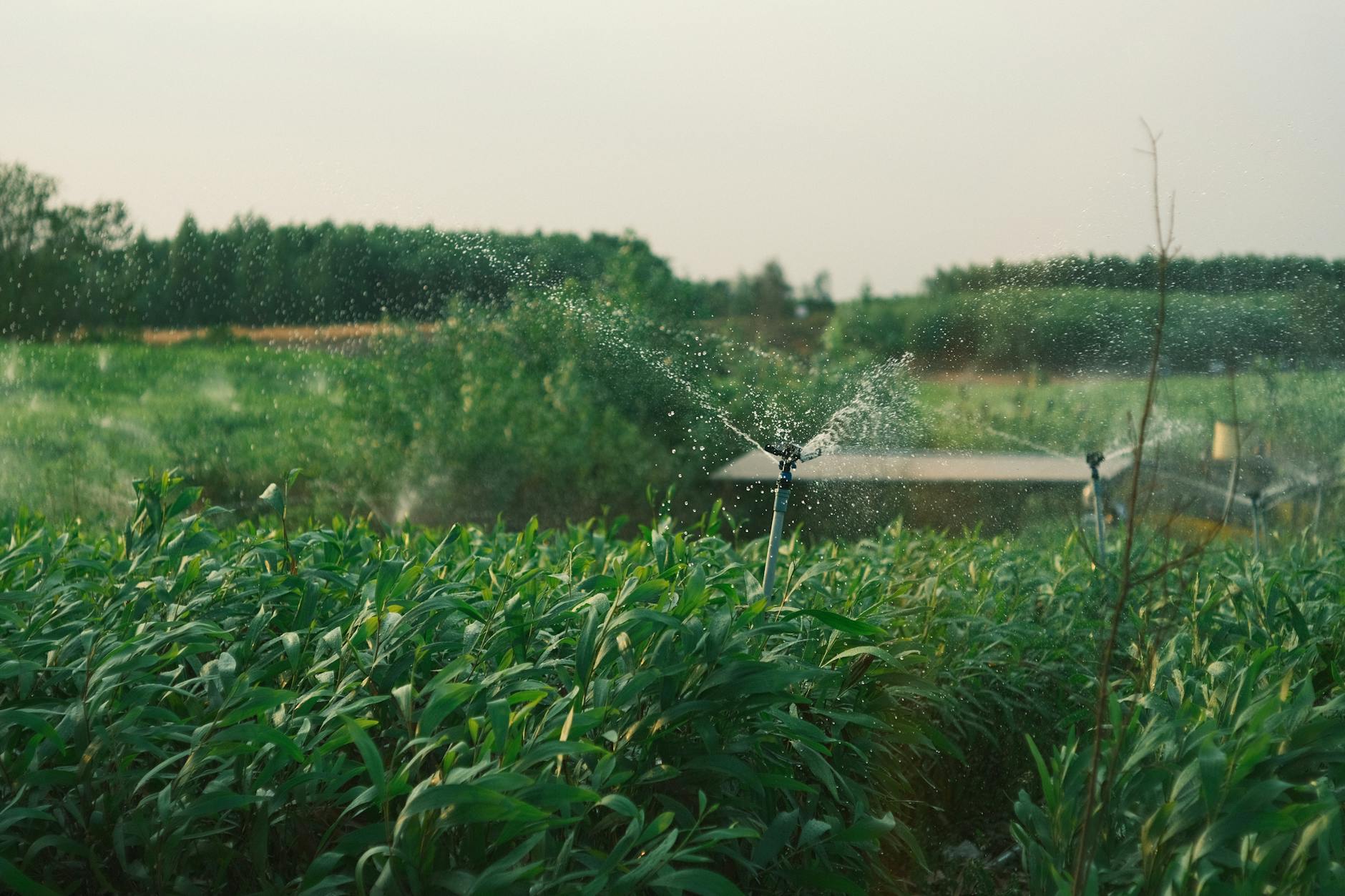 crop yield optimization