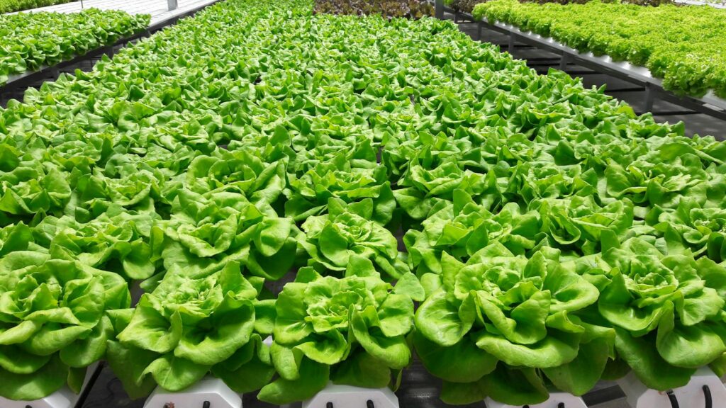 hydroponic farming 2026