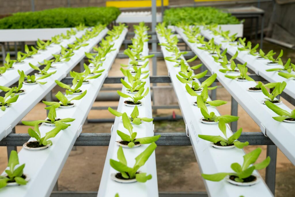 hydroponic farming 2026