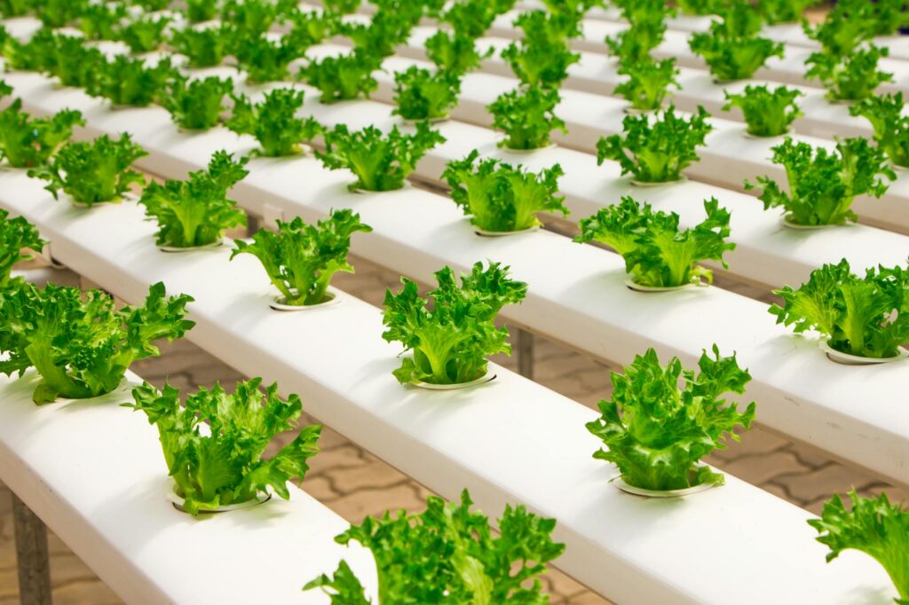 hydroponic farming