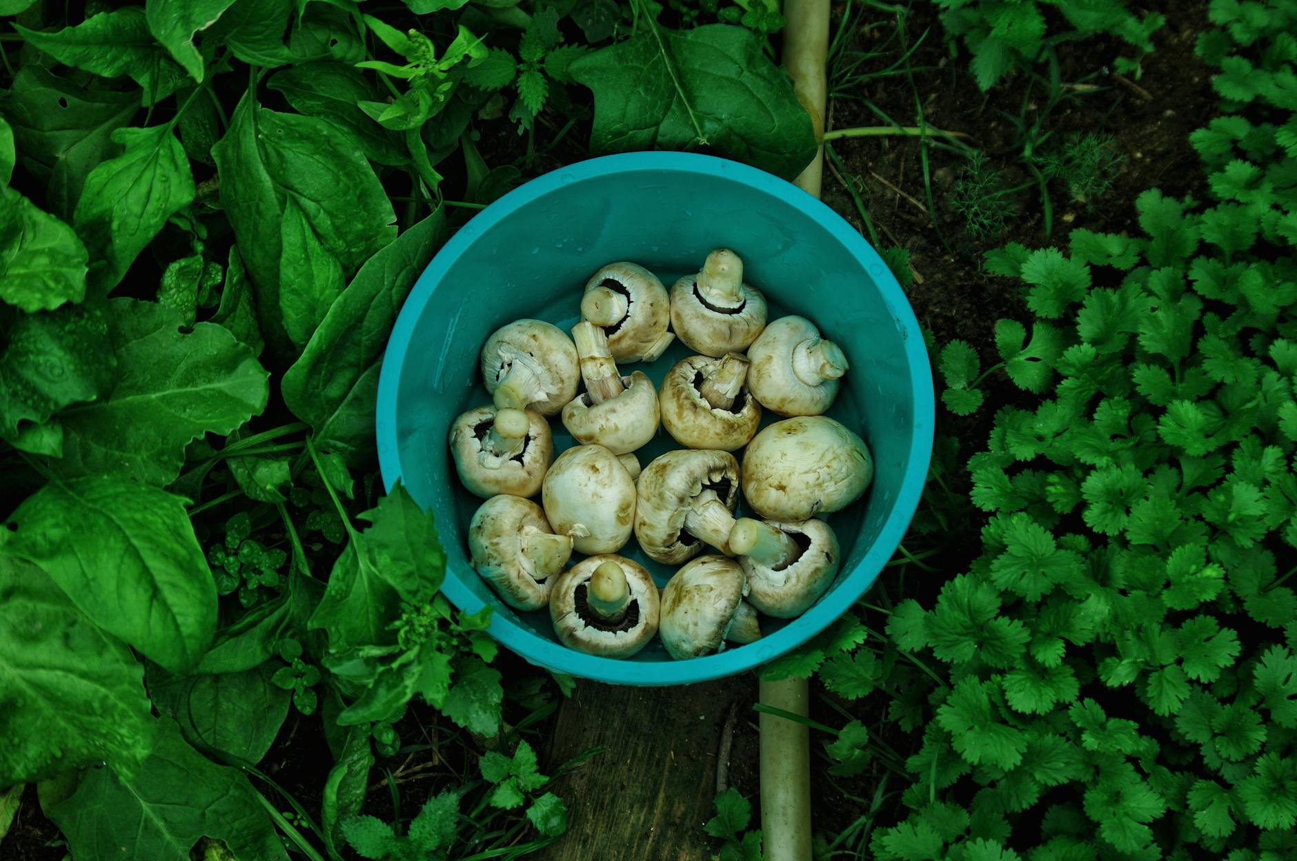 mushroom farming