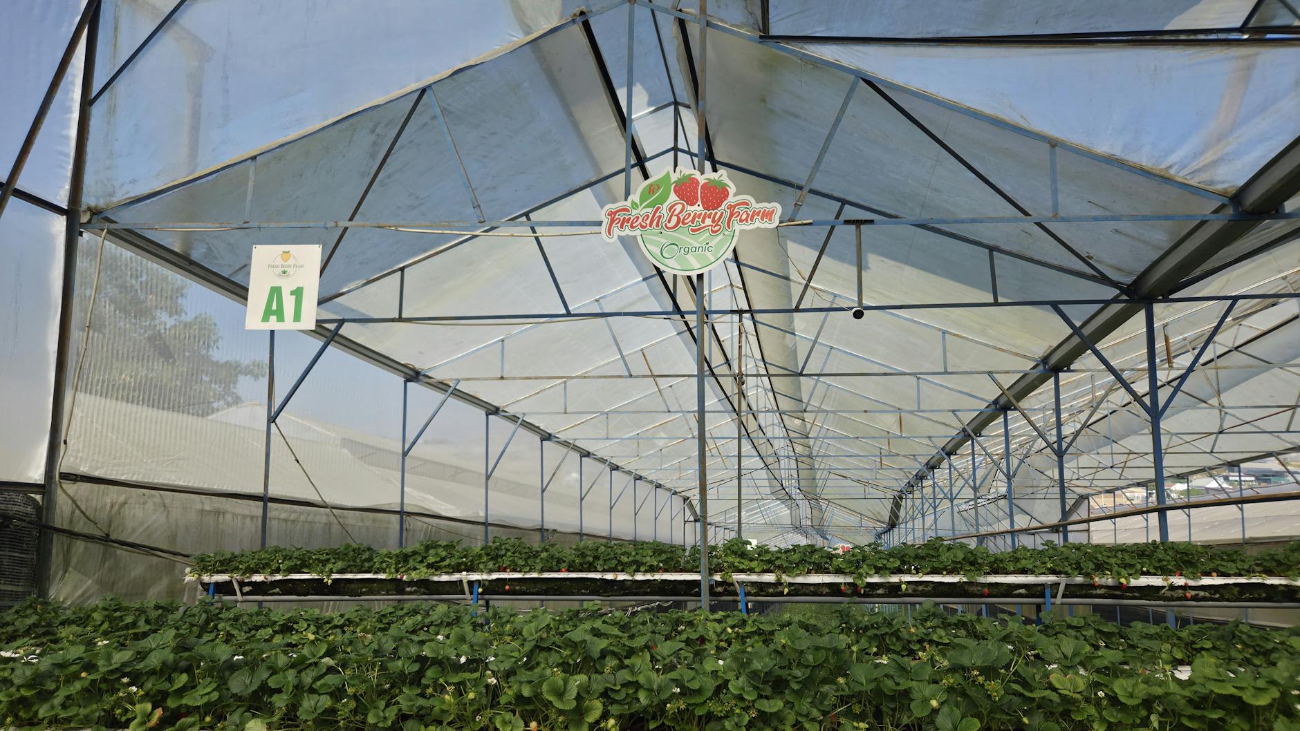 organic farming trends