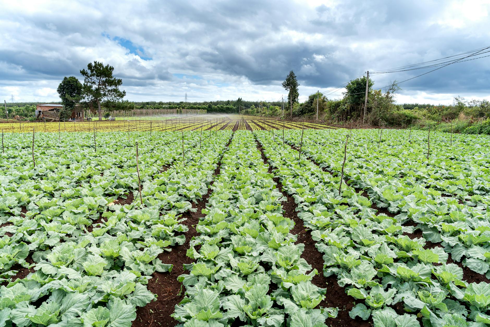 organic farming, Sustainable Agriculture