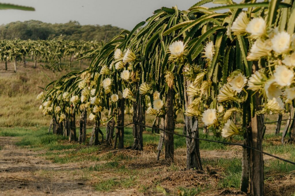 Punjab Dragon Fruit Farming Boom