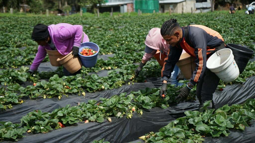 Sweet Delights at the Strawberry Farm