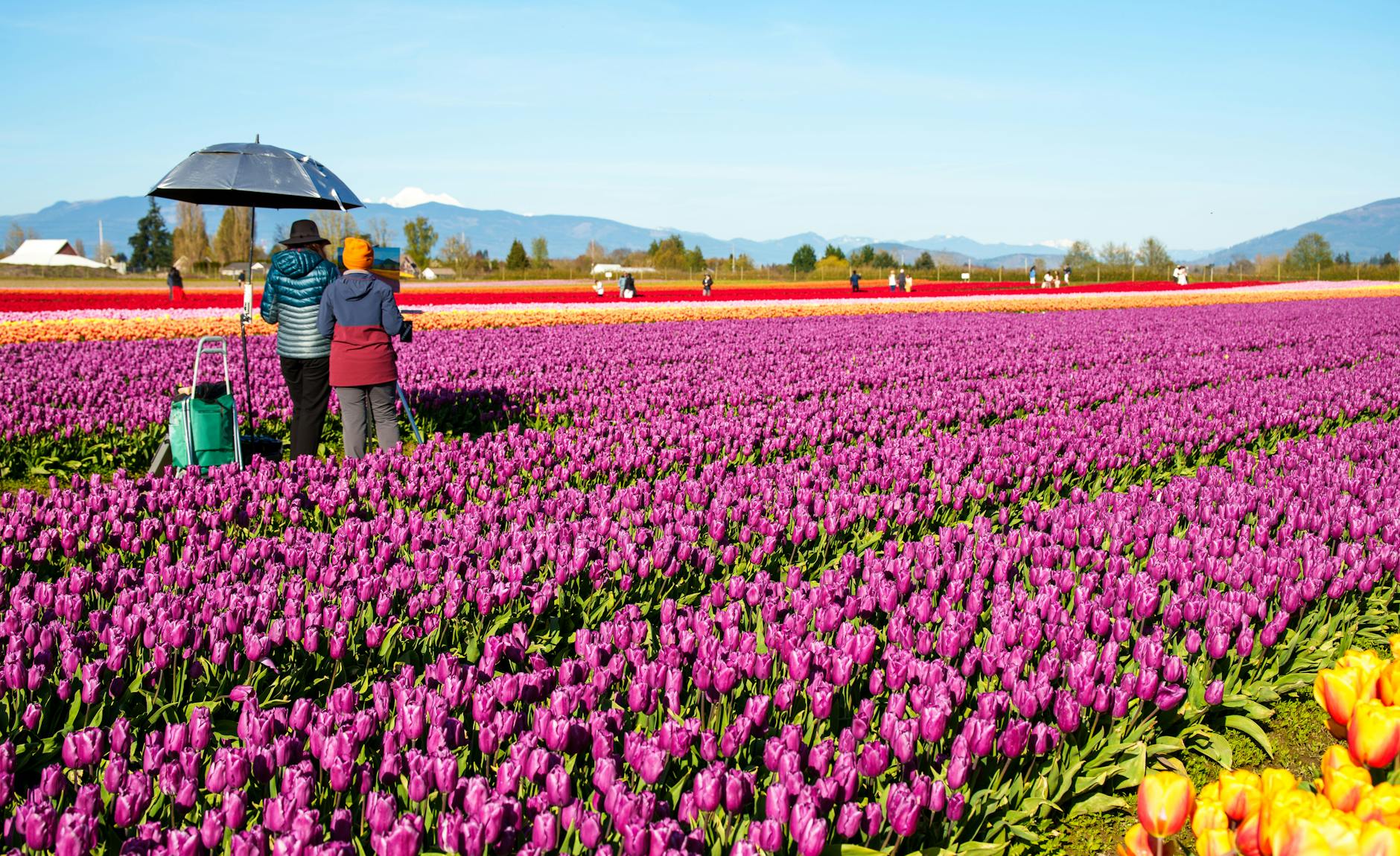 tulip farm 2026