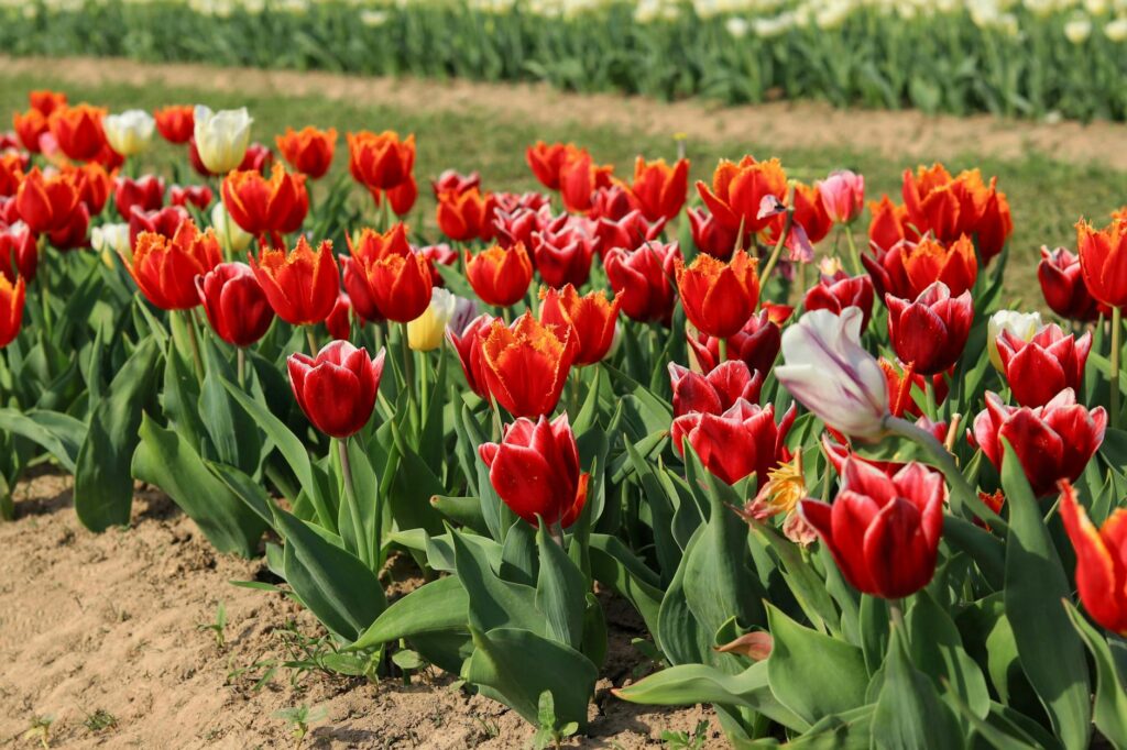 tulip farm 2026