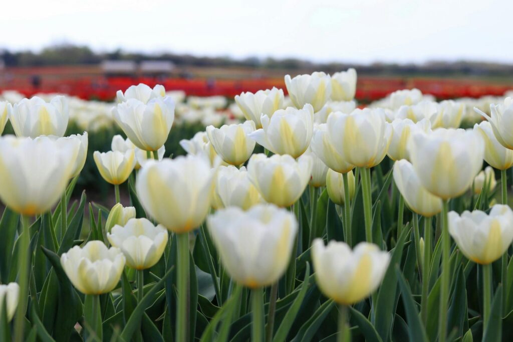 tulip farm 2026