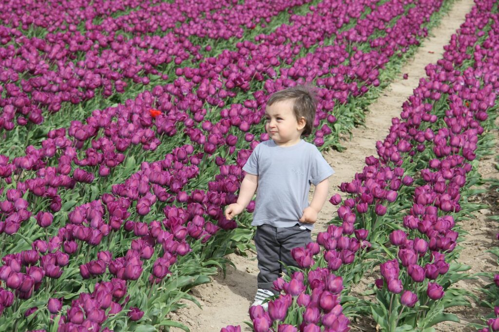 tulip farm 2026