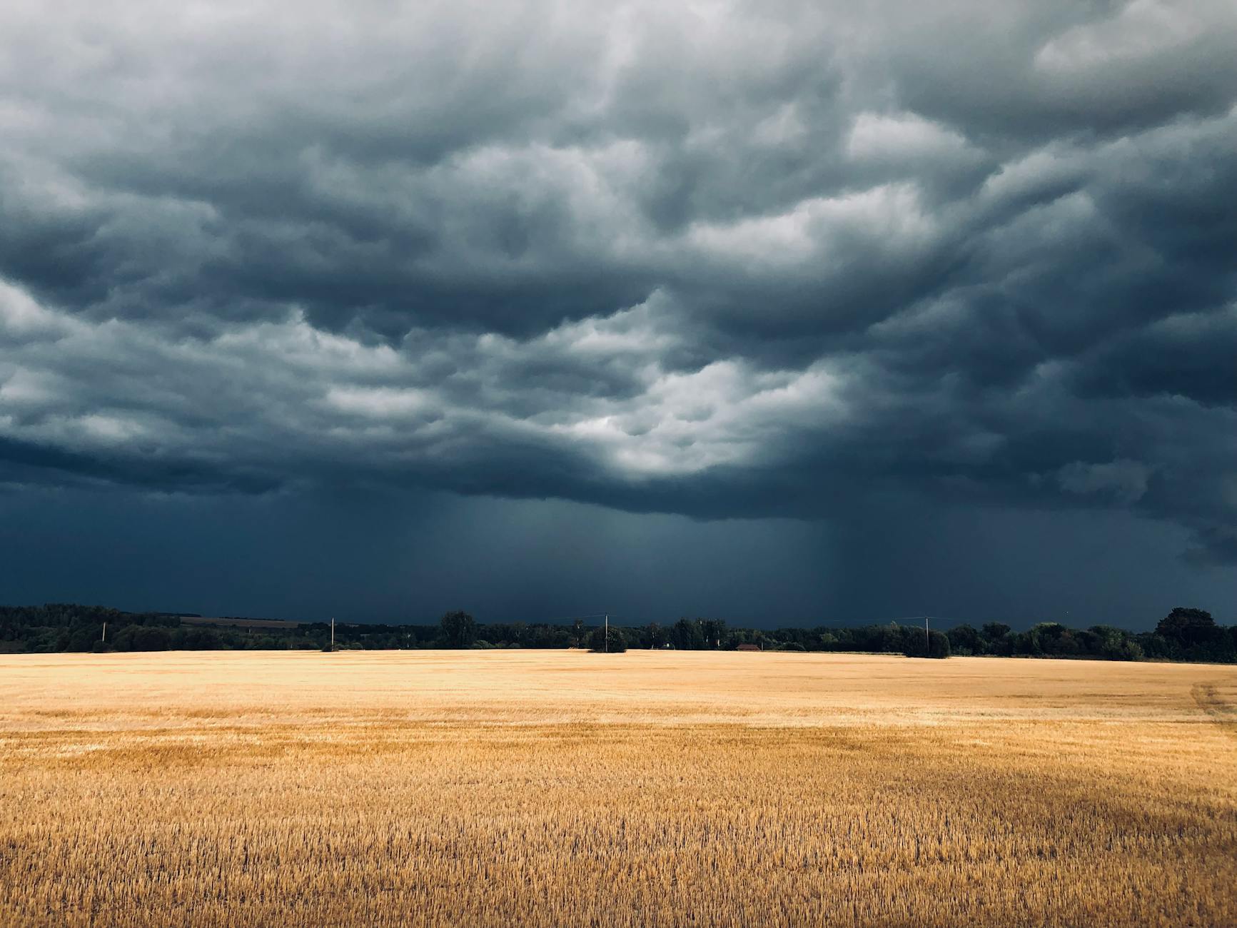 wheat crop weather forecast