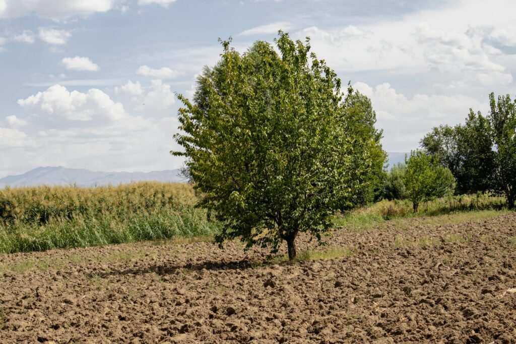 کدام خاک برای کشاورزی مناسب تر است