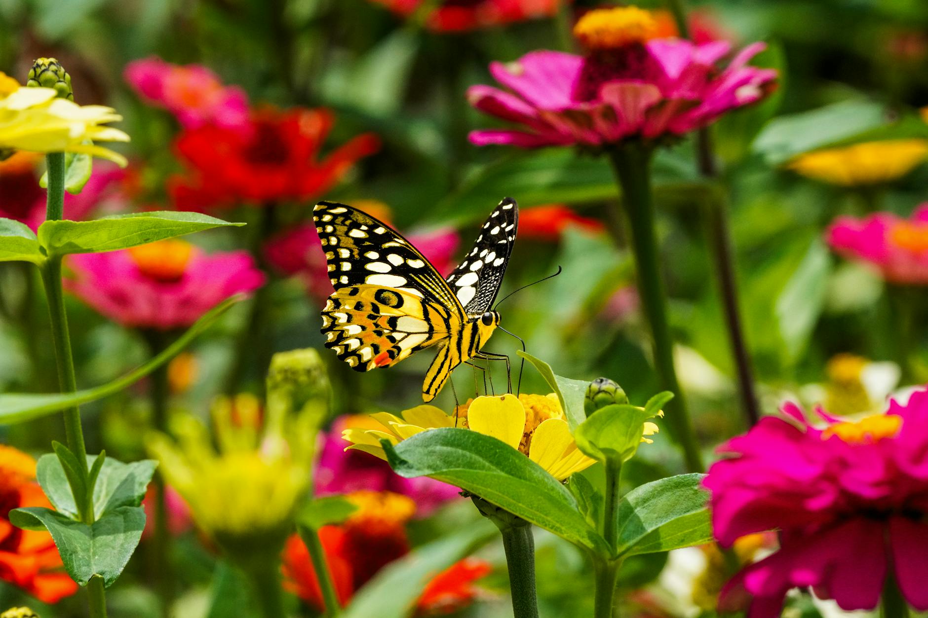 biodiversity