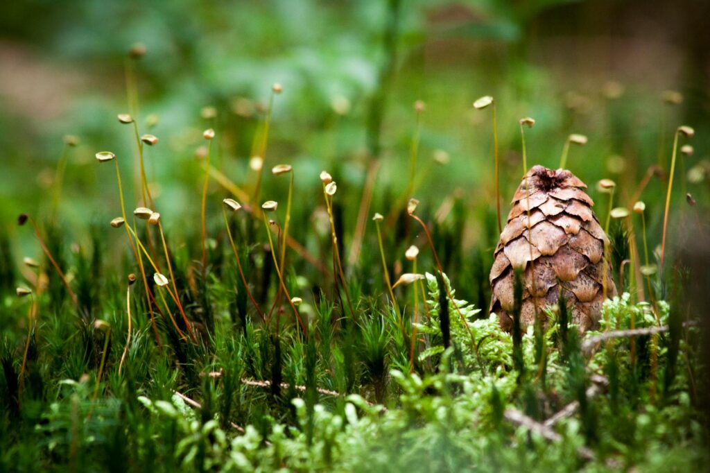 biodiversity