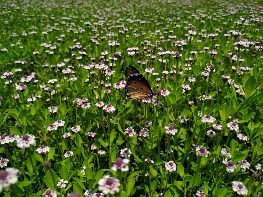 biodiversity