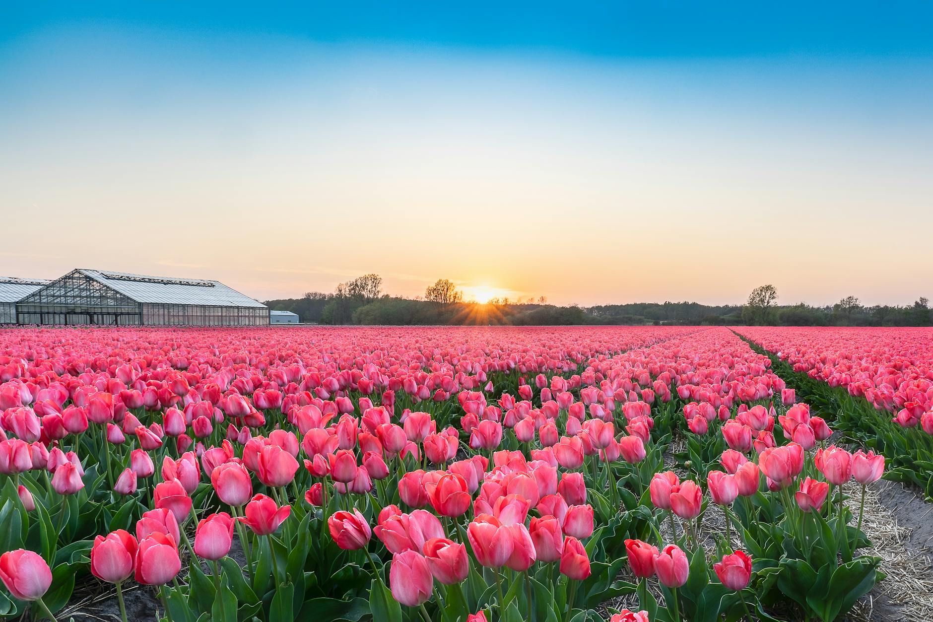 monoculture definition