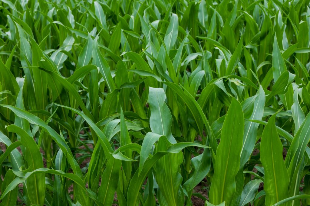 monoculture definition