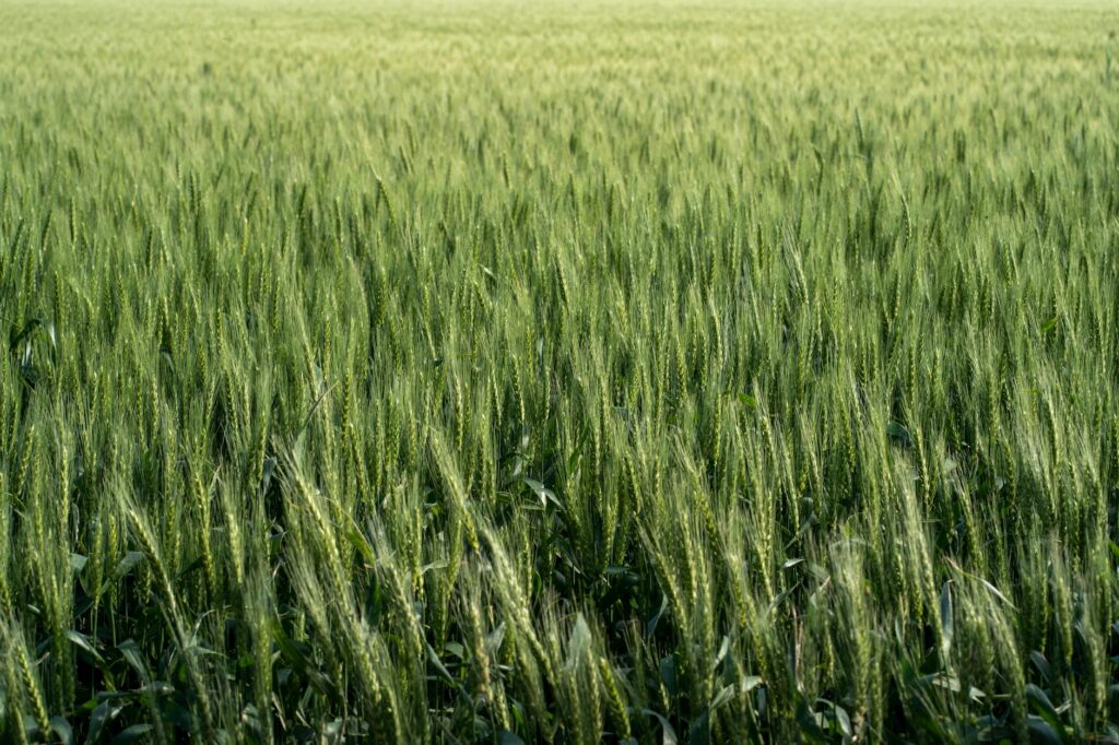 monoculture definition