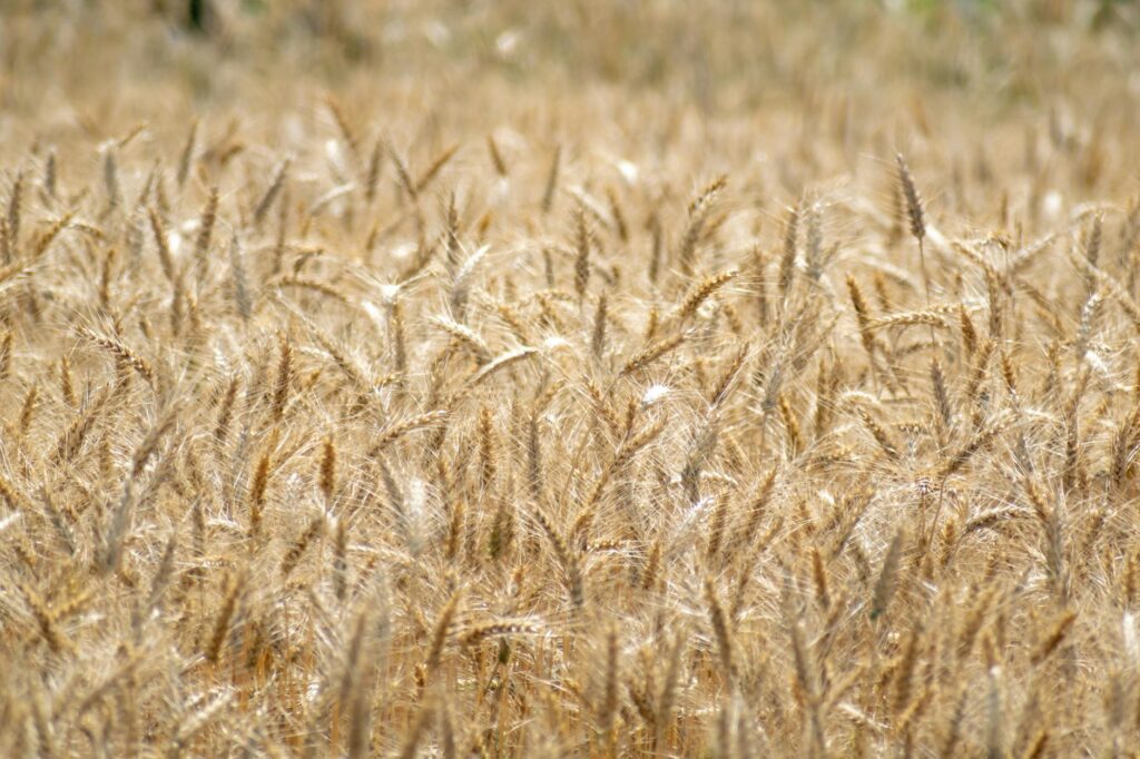 monoculture definition