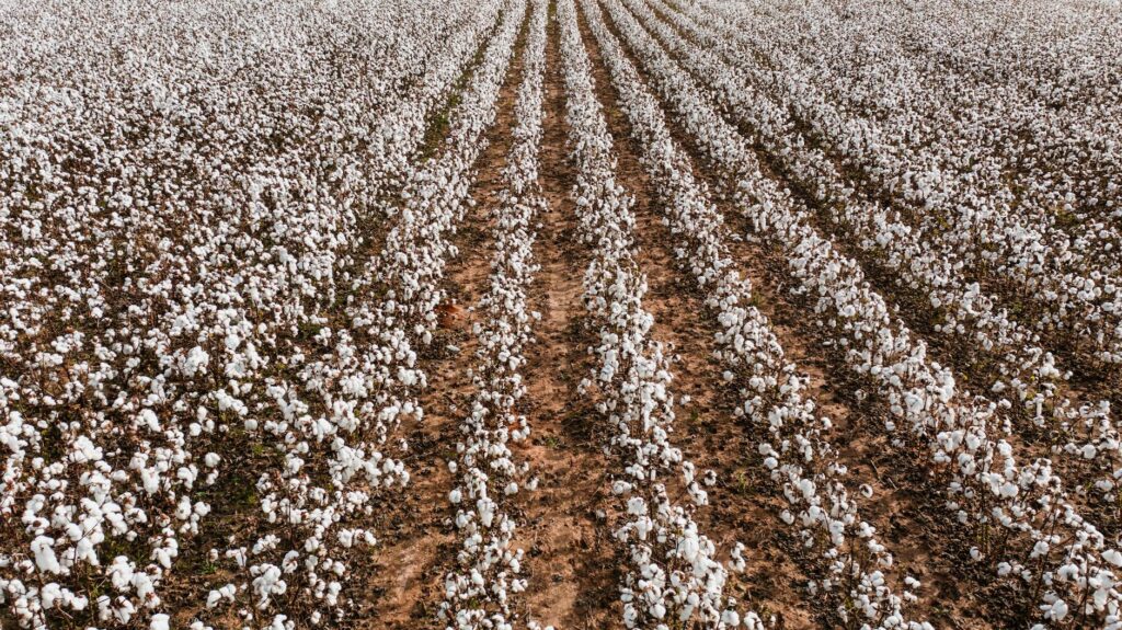 monoculture definition