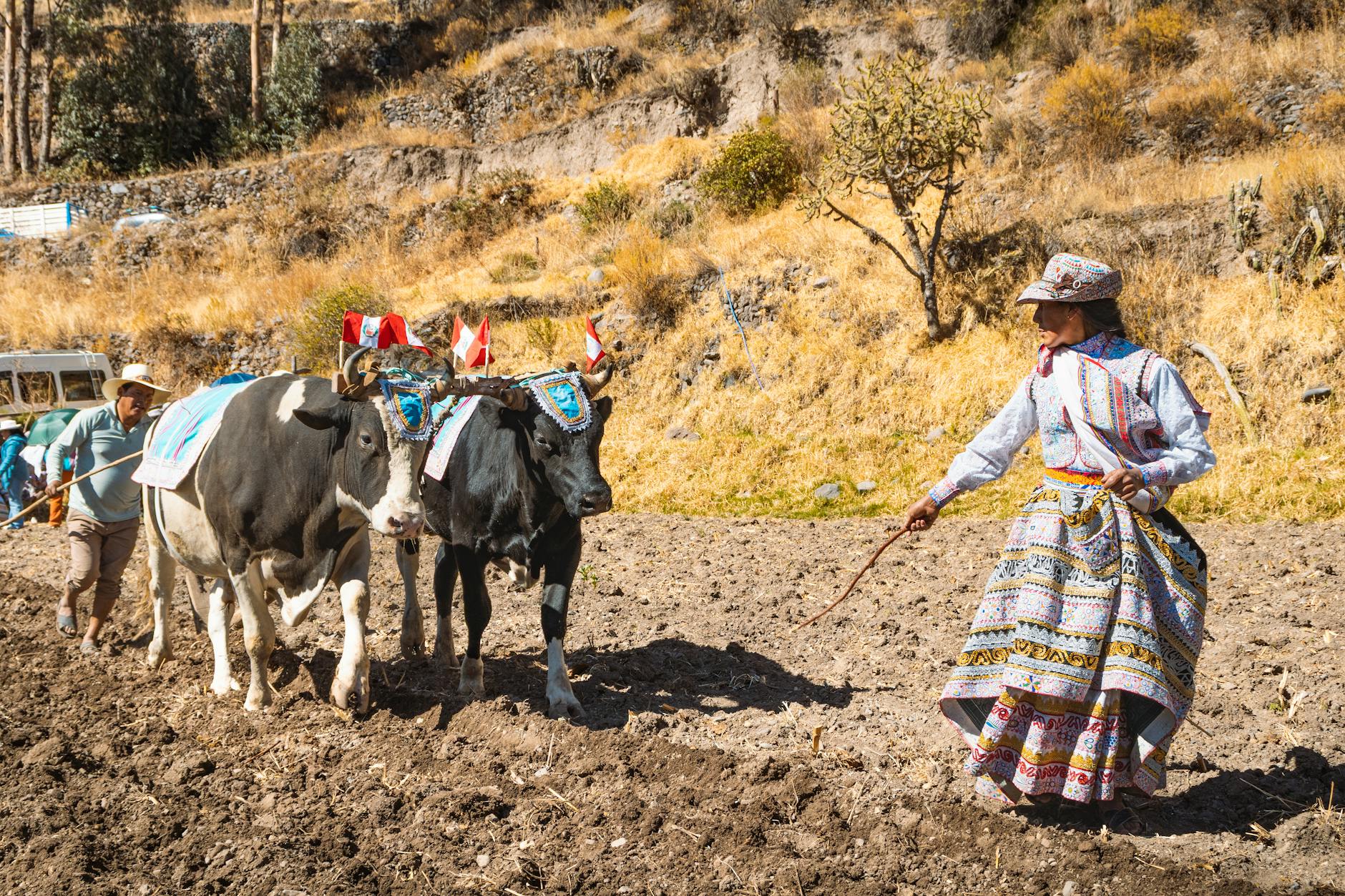 traditional agriculture