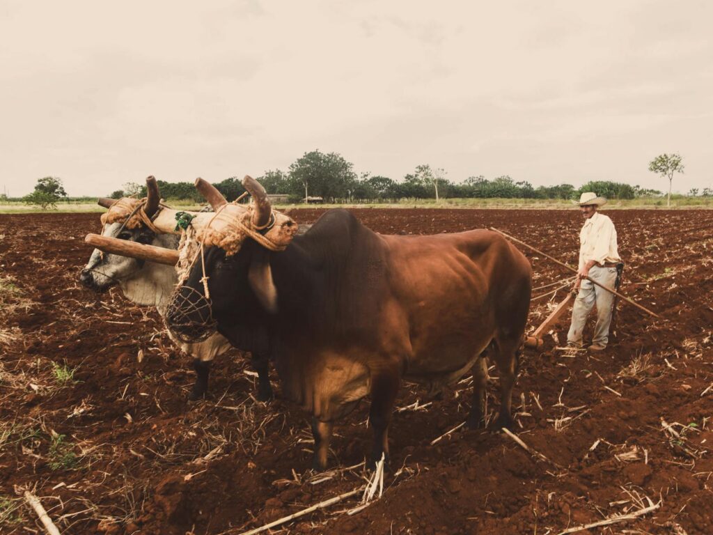traditional agriculture