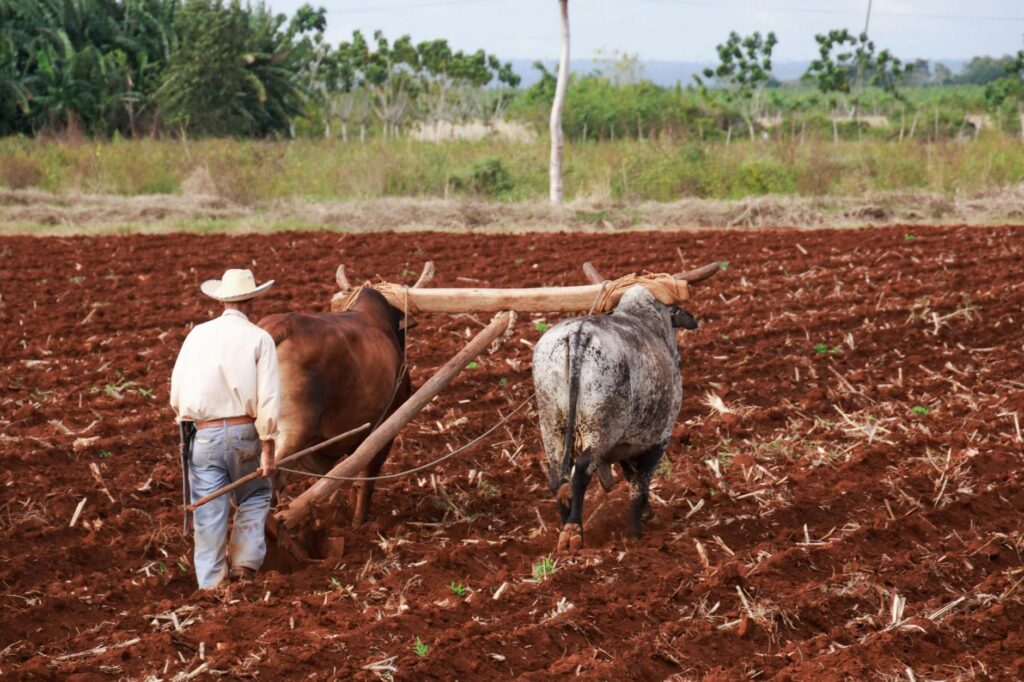 traditional agriculture